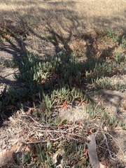 Carpobrotus modestus