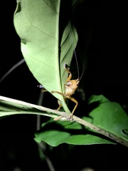 Melanonotus powellorum