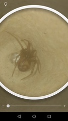 Steatoda grossa