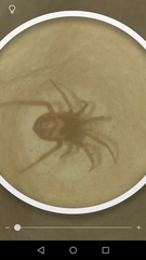 Steatoda grossa