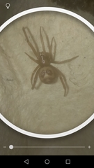 Steatoda grossa