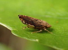 Scaphetus brunneus