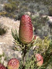 Leucadendron nobile