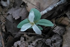 Trillium nivale