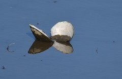 Utterbackiana suborbiculata