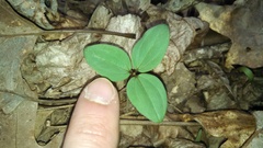 Trillium nivale