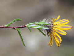 Gorteria integrifolia