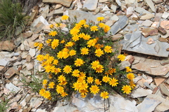 Gorteria integrifolia