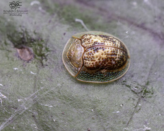 Coptocycla sordida