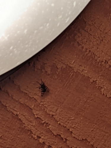iNaturalist observation photo of Narrow-Banded Picture-Winged Fly