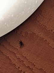 Ceroxys