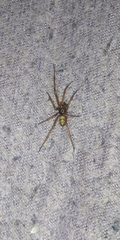 Steatoda grossa
