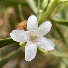 Myoporum platycarpum