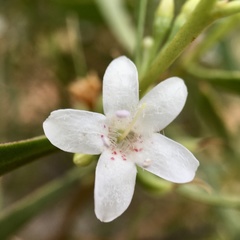 Myoporum platycarpum