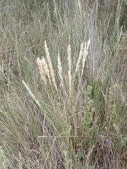 Polypogon chilensis