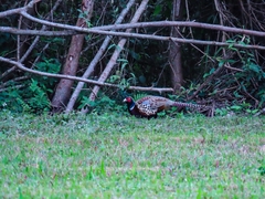 Phasianus colchicus formosanus