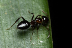 Prolasius convexus