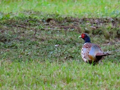 Phasianus colchicus formosanus