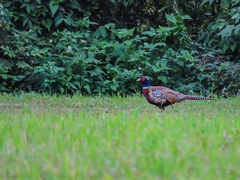 Phasianus colchicus formosanus