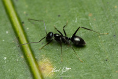 Leptomyrmex burwelli