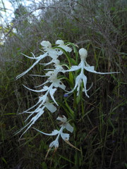 Habenaria crinifera