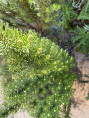 Ricinocarpos pinifolius