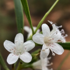 Myoporum platycarpum