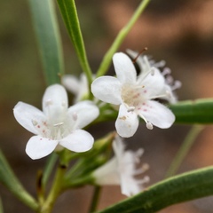 Myoporum platycarpum
