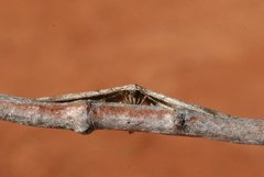 Eremodorea haplopsara