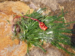 Pyura gibbosa
