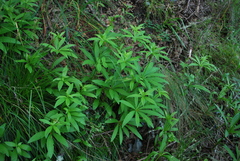 Lilium pardalinum pardalinum