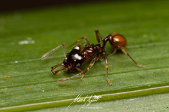 Orectognathus phyllobates