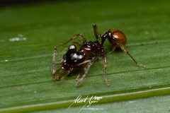 Orectognathus phyllobates