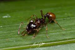 Orectognathus phyllobates