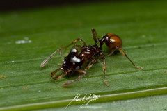 Orectognathus phyllobates