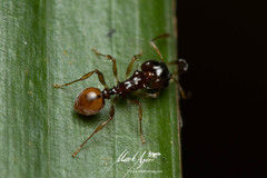 Orectognathus phyllobates