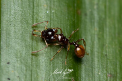 Orectognathus phyllobates