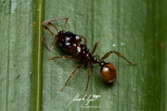 Orectognathus phyllobates