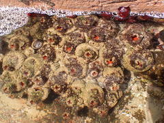 Pyura praeputialis