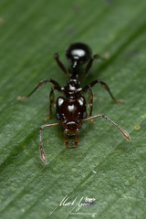 Orectognathus phyllobates