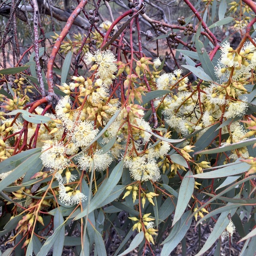 Eucalyptus socialis F.Muell. ex Miq.