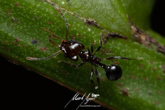 Orectognathus phyllobates