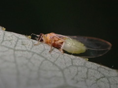 Bactericera minuta