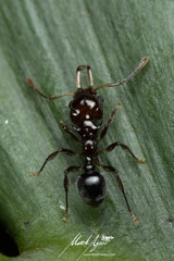 Orectognathus phyllobates
