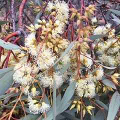 Eucalyptus socialis