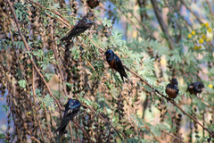 Hirundo rustica savignii