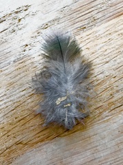 Psittaculidae
