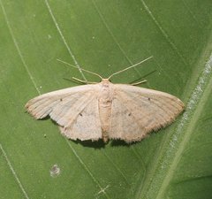 Scopula hypochra