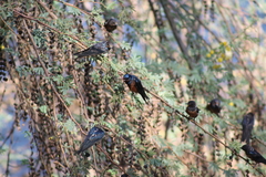 Hirundo rustica savignii