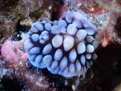 Dendrodoris carbunculosa